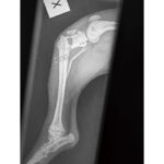 1.1mm ‘T’ Plates - Image 3