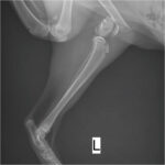 Elastic Nail - Image 2