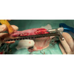 Small Animals Interlocking Nail I-LOCK Set - Image 6
