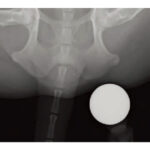 X Ray Reference Ball - Image 2
